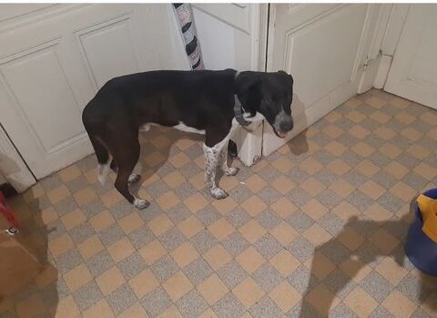 Chien SANTANA à l adoption 210 26000 Valence