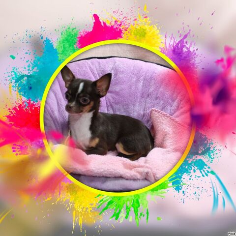 Chiot Chihuahua poils courts femelle 600 18140 Prcy