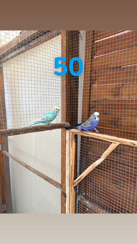 Couple perruches 50 33290 Blanquefort