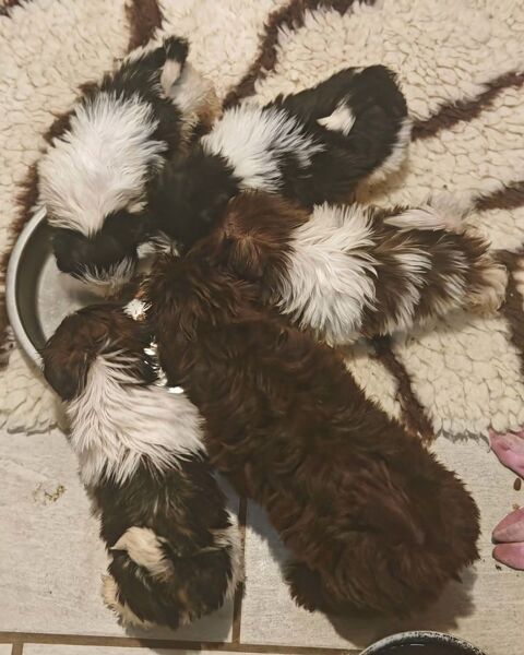 Shih tzu 750 86220 Les ormes