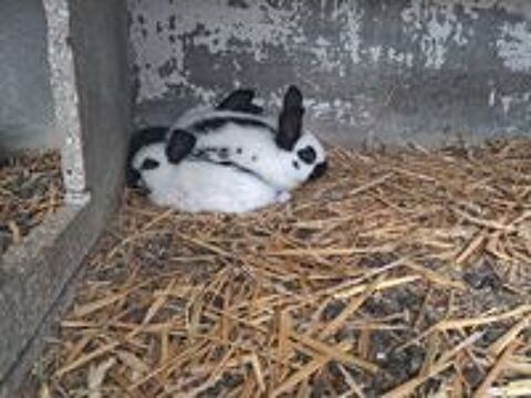   Lapereaux géants  papillons Français 
