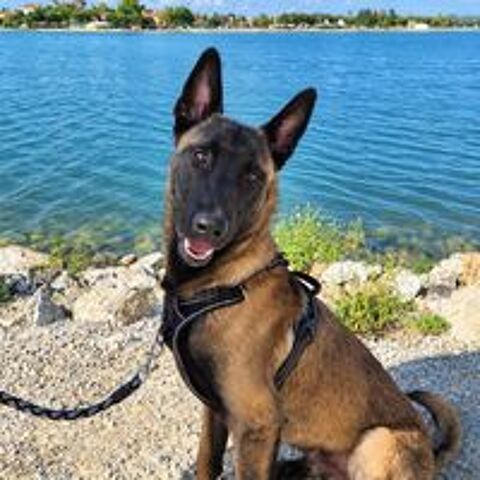   Aïko jeune chien 