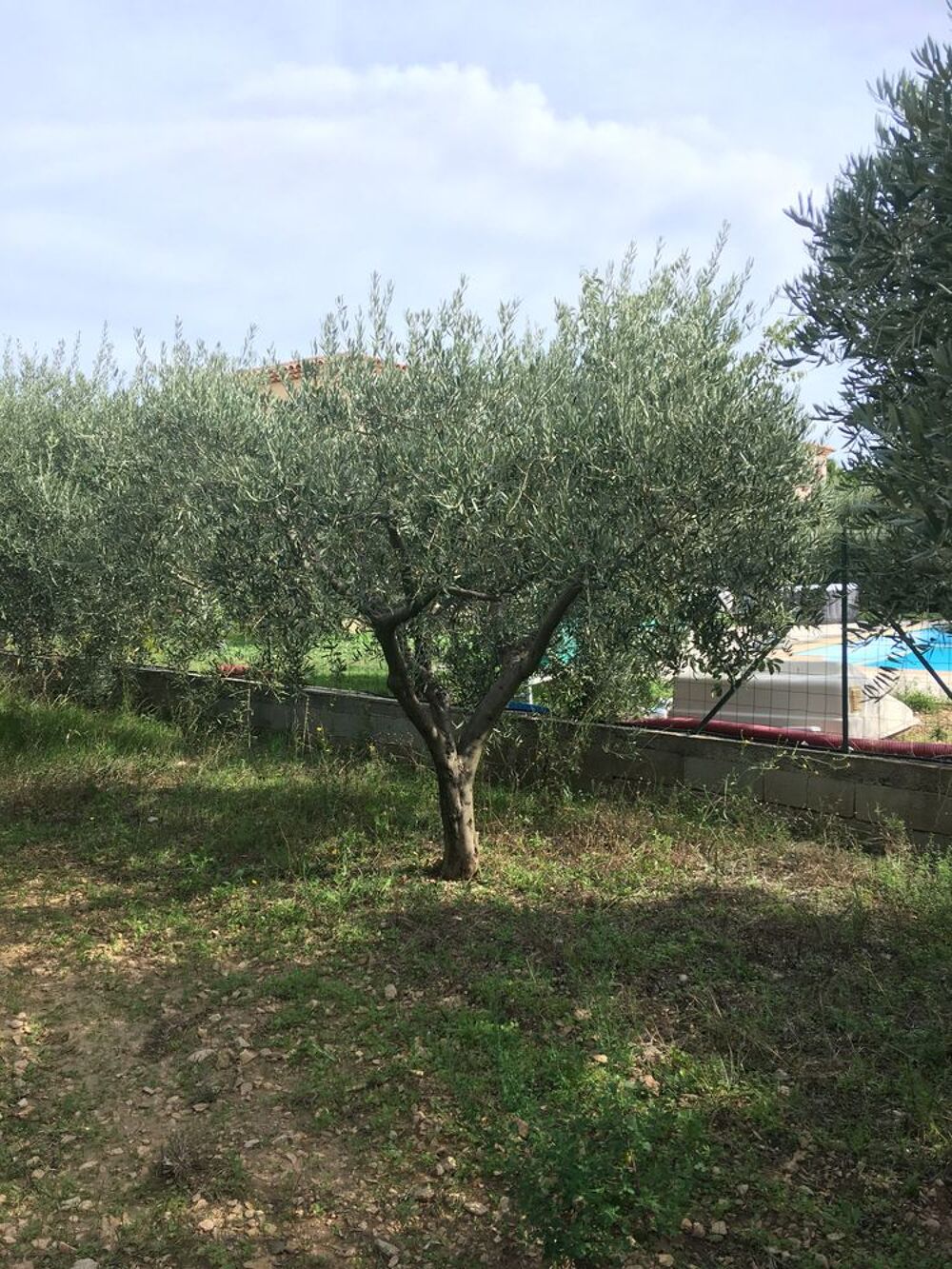oliviers Jardin