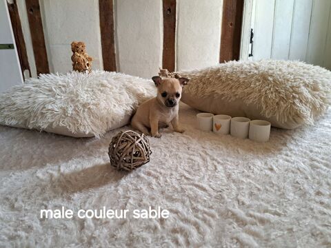 Magnifiques chihuahuas 800 40310 Gabarret