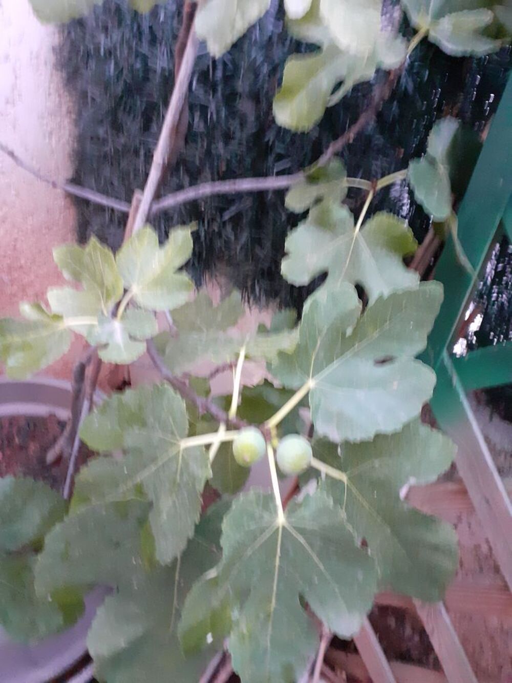 Figuiers en pot de 15 /20litres Jardin