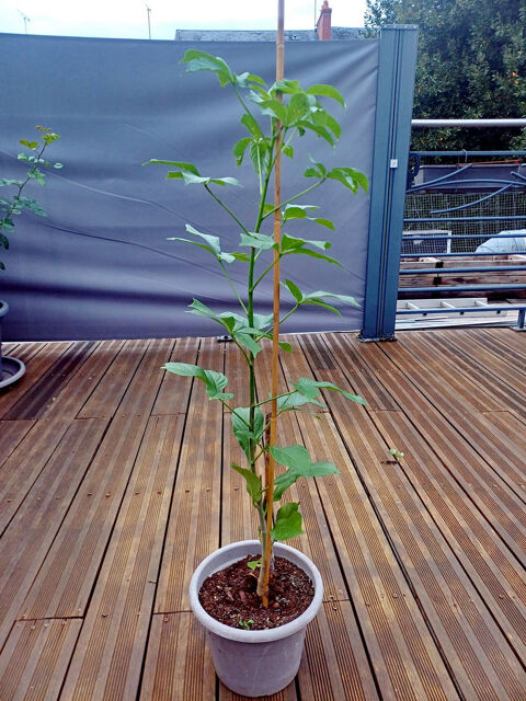 Superbe BAOBAB, hauteur 90cm de haut, en pot 79 Tours (37)