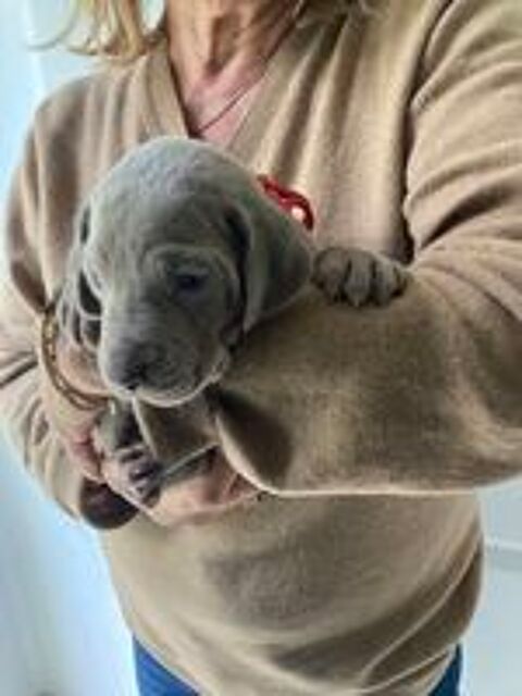   Chiots braque de Weimar LOF 