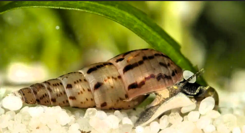 Escargot Malais M&eacute;lano&iuml;de Tuberculata mangeur d'algues 1 92800 Puteaux