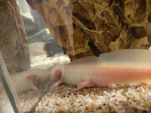 Axolotls 15 57380 Faulquemont