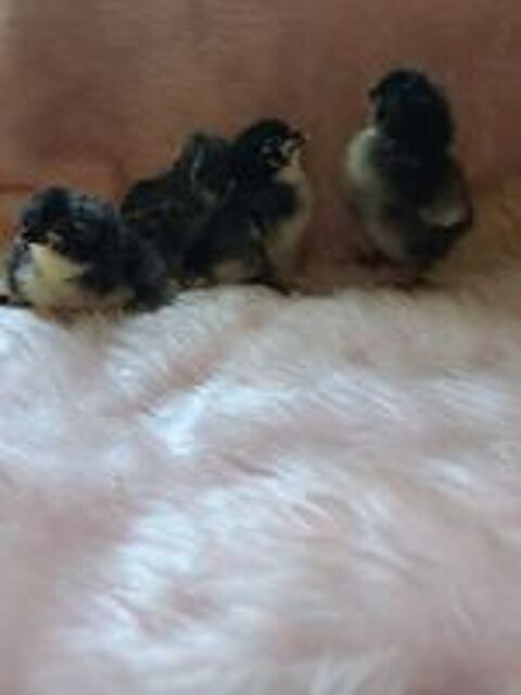   Poussins 

