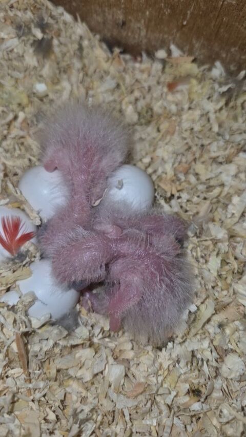 Pour eam pyrrhura 100 95190 Goussainville