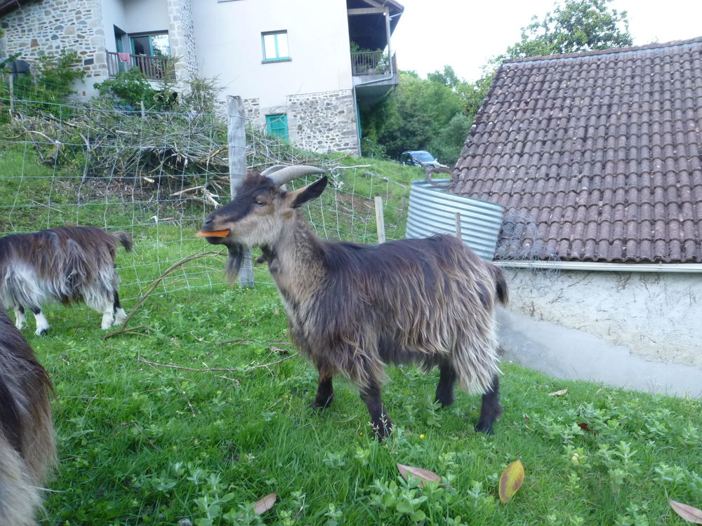   Boucs nains  poil long 