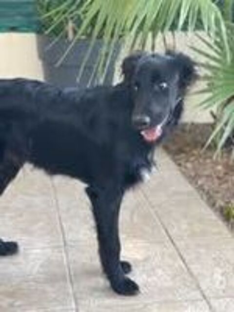   Chien BUDDY à l adoption 