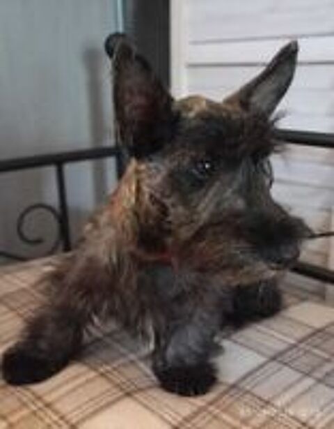   Scottish terrier bringée 