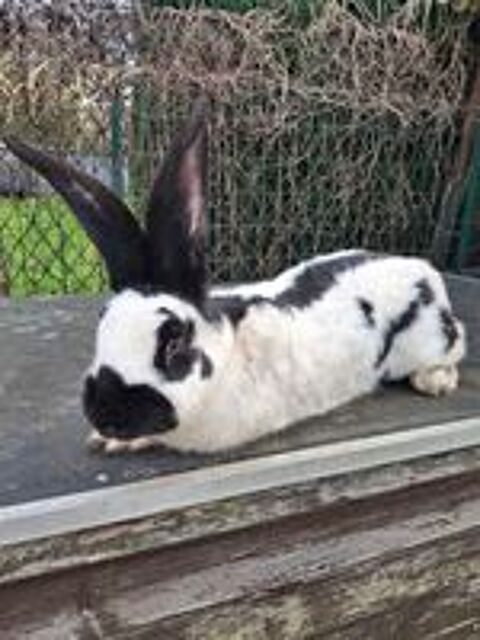   Lapin géant papillon  