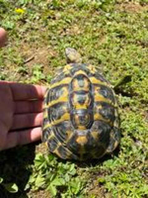   Tortue de terre  