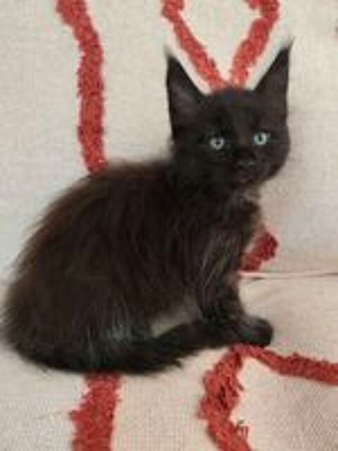   Chatons Maine Coon à réserver  