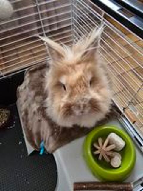   LE TOUT , LAPIN. NAIN ANGORA 2 ANS ET CAGE. 1m20 