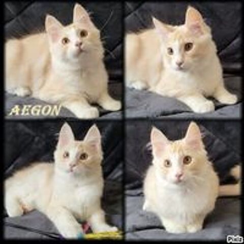   1 M�LE maines coon LOOF  