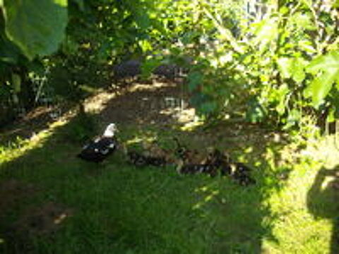   CANARDS DE BARBARIE 