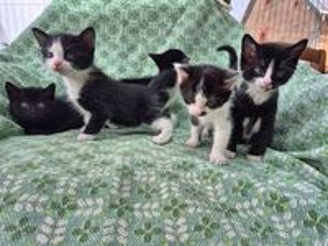   chatons 