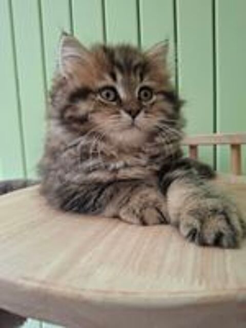   Chaton 