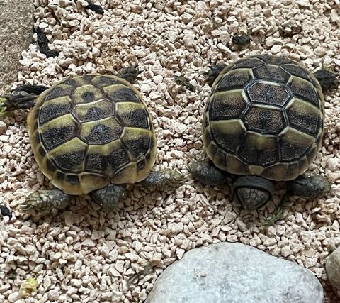 TORTUE HERMANN 60 34090 Montpellier