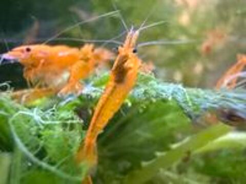   Crevettes Neocaridina orange 