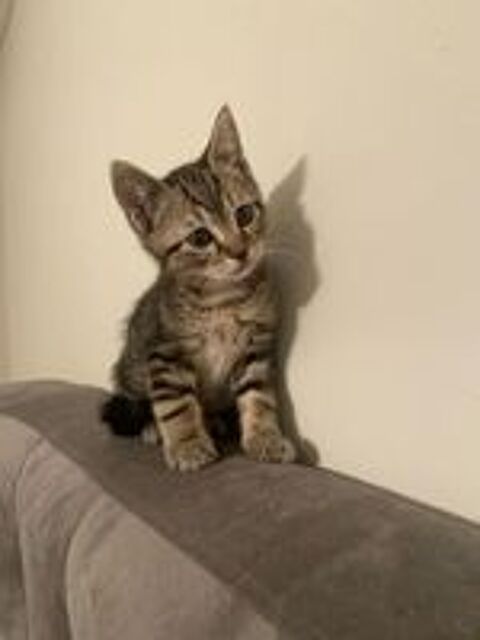   Famille cherche chaton sevré à adopter (Grenoble) 