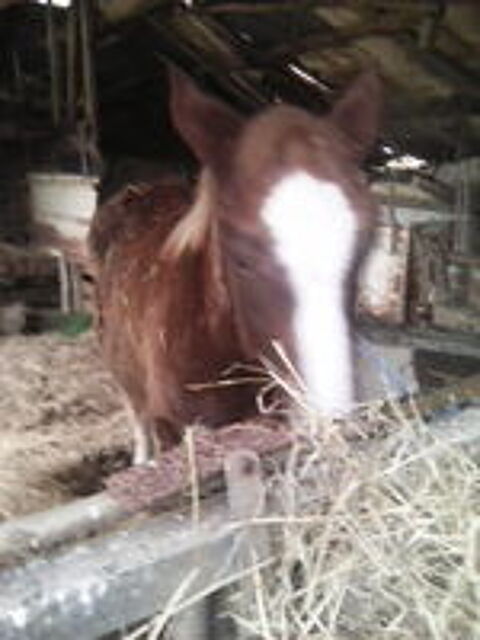   GENTILLE POLICHE TRAIT BRETON 2 ANS 