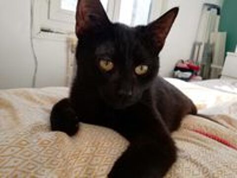   Odette 10 mois � l'adoption 