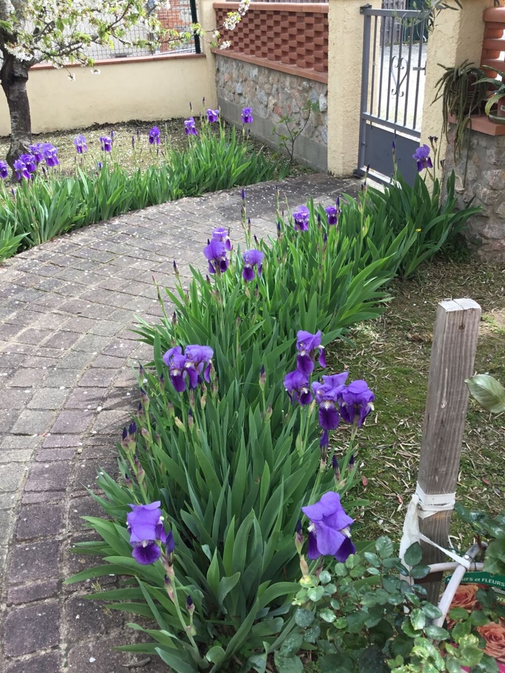 Iris Violets en Floraison,&agrave; venir voir et choisir sur place Jardin