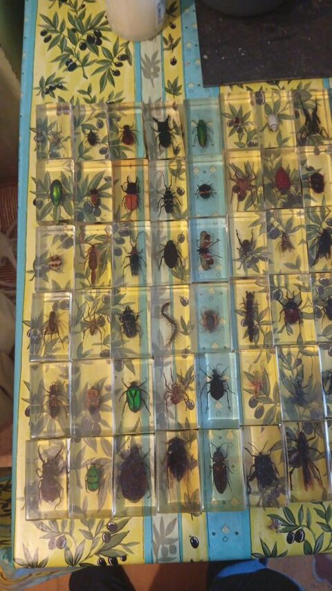 grande collection d'insectes Roubaix (59)