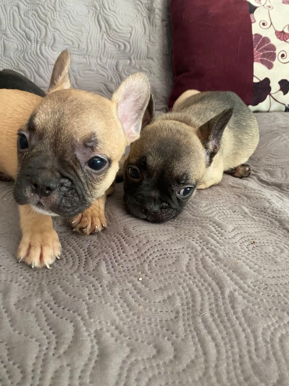   Chiots bouledogue français, femelles et mâles 