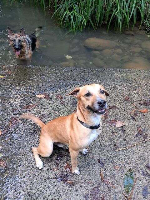 A&Iuml;KO la douceur des &icirc;les 350 53000 Laval