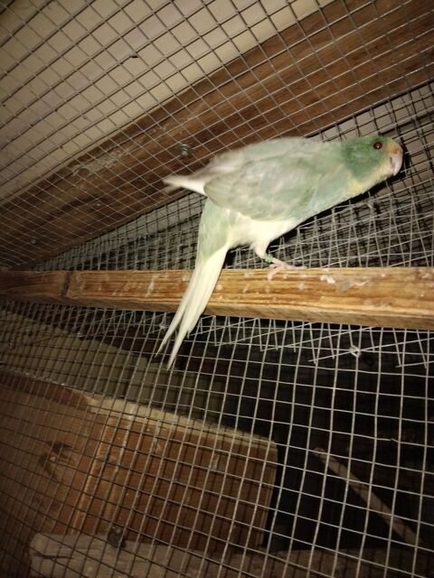 Perruche kakariki 70 33340 Lesparre-m�doc