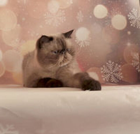   Mâle Exotic-Shorthair, seal point LOOF à placer, retraite 