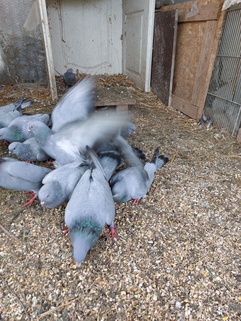 pigeons bleue de Gascogne 10 22600 La motte