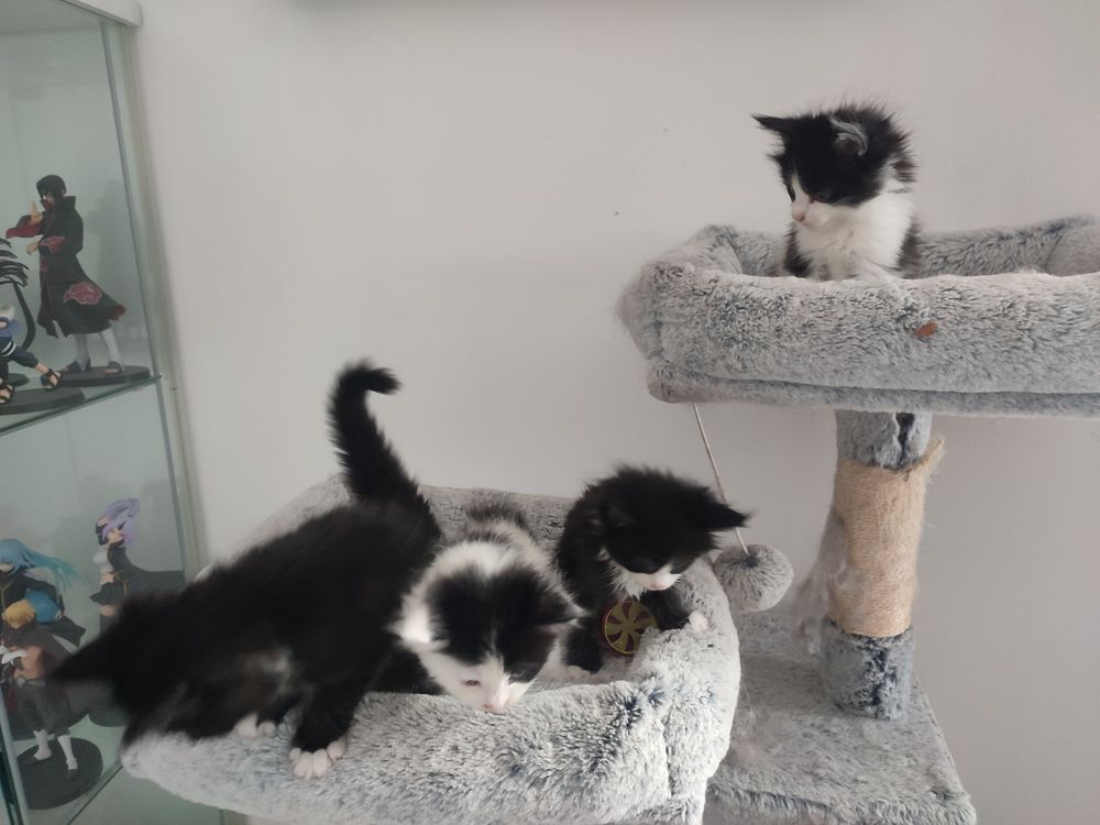   4 superbes chatons Maine Coon Noir et Blanc 