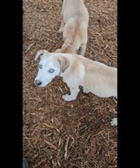   Alpha x husky  
