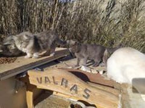   Chats à adopter 