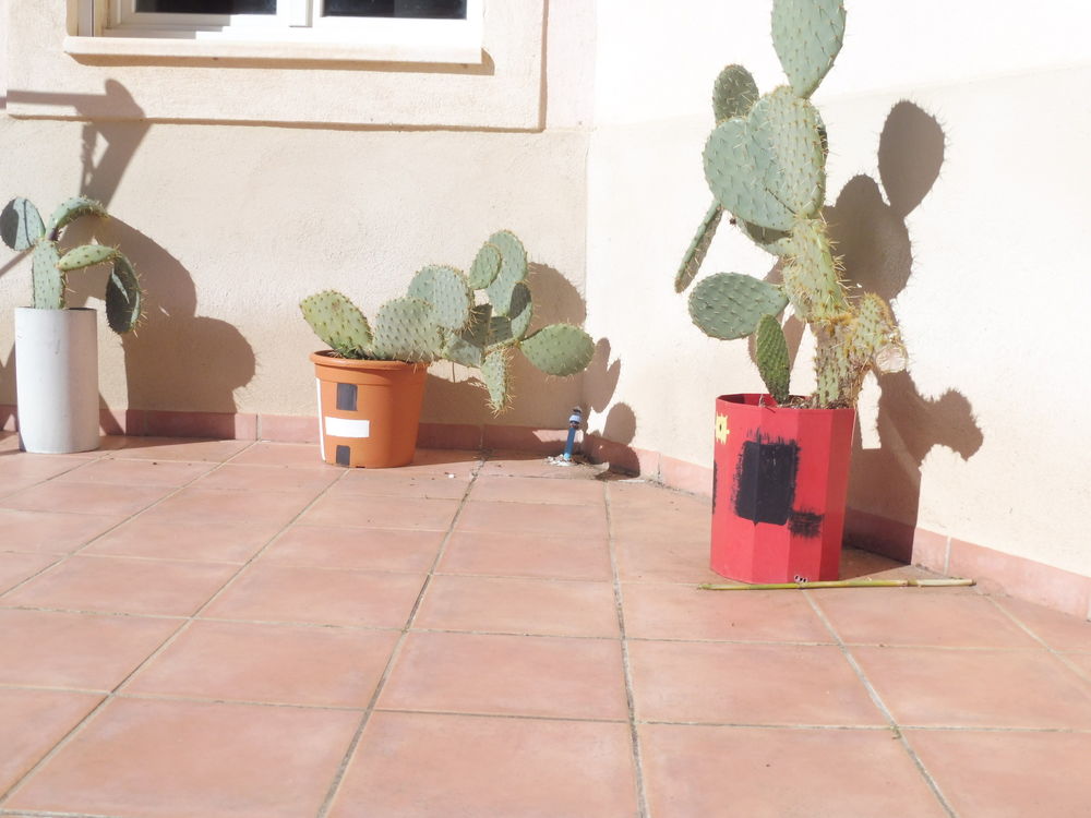  10 CACTUS au choix croissance rapide fleurs et fruits Jardin