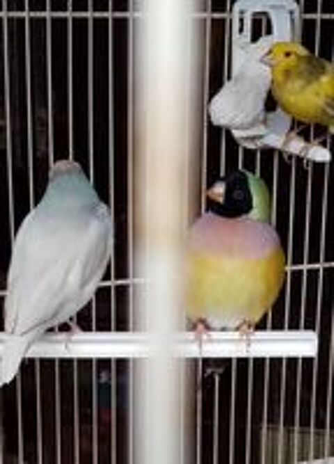   Diamants de Gould 