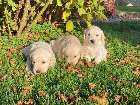 Chiot golden retriever 1300 76110 Grainville-ymauville