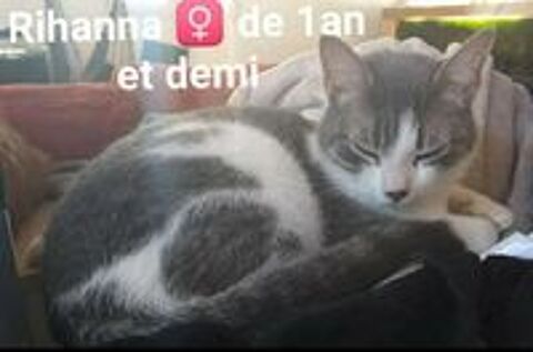   Rihanna, jeune minette croise Benagle cherche foyer pour la vie 