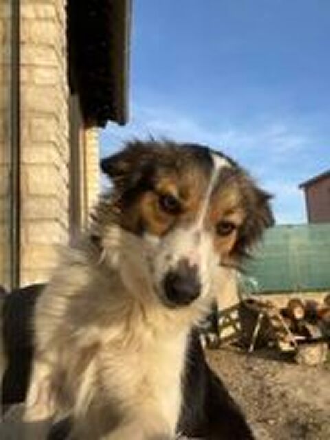   Chien TIYA à l adoption 