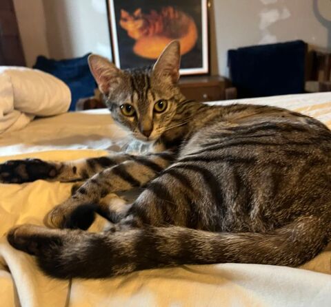 Zelda une jeune chatte parfaite ! 180 94200 Ivry-sur-seine