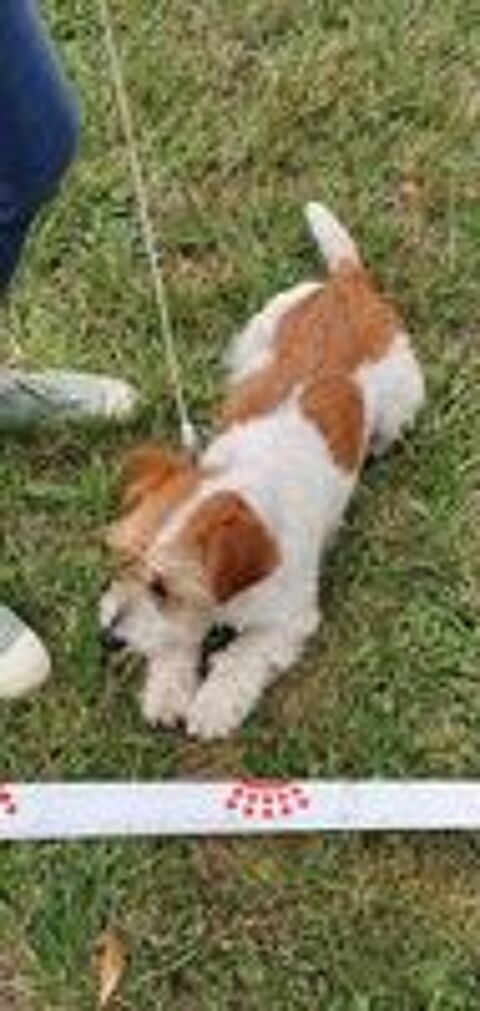   Recherche Sweeney femelle de race  jack Russell poil dur  