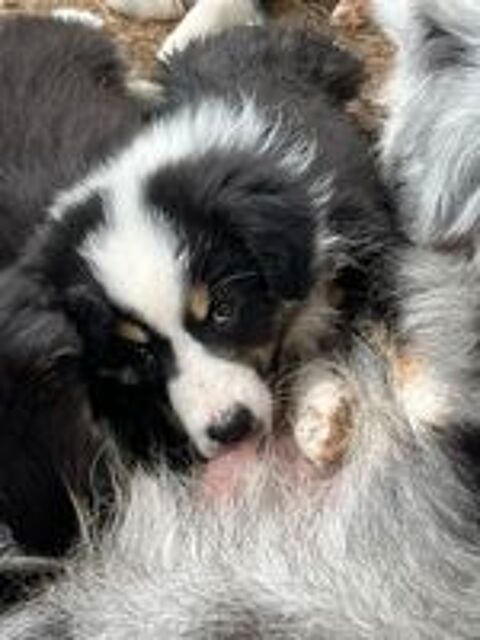   Chiot berger australien  