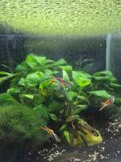   Guppys endler mâles et Femelles 